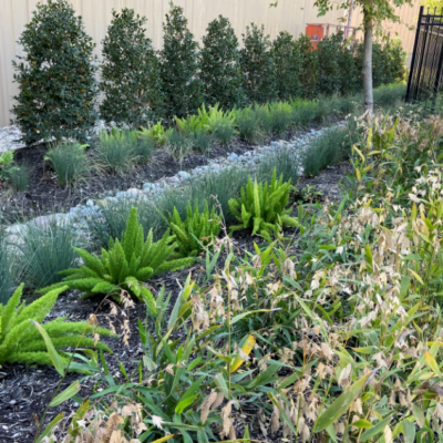 Plants